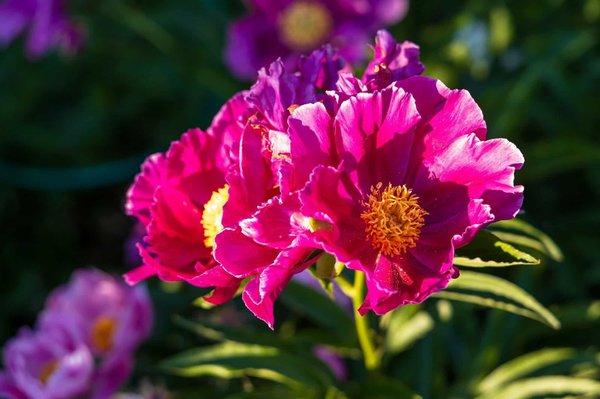 ¿Cómo puede la inteligencia artificial contribuir a resolver problemas ambientales?